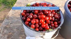 Чудо вишня .Сбор урожая.
