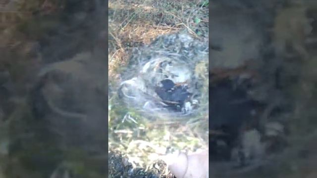 нашли в лесу гнездо