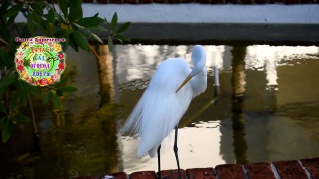 Этот камень-минерал - лекарь для здоровья человека и для растений сада, огорода. смотреть онлайн