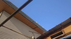 бойные голуби Казахстана Алматы