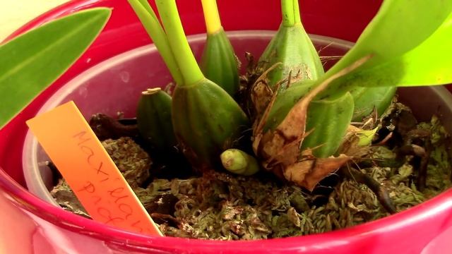 Orchids with flower spikes - General and specific tips Pt. 1 смотреть онлайн