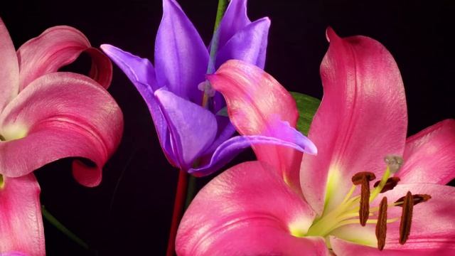 ПРОСТО ОТЛИЧНАЯ МУЗЫКА! Я хочу слушать его без остановки! Лучшая музыка Сергея Чекалина смотреть онлайн