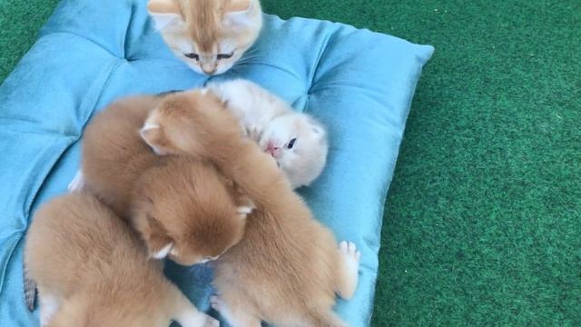 ????ЗОЛОТАЯ И ГОЛУБАЯ ШИНШИЛЛА,БРИТАНСКИЕ КОТЯТА. смотреть онлайн