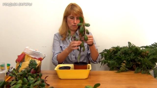Размножение крассулы