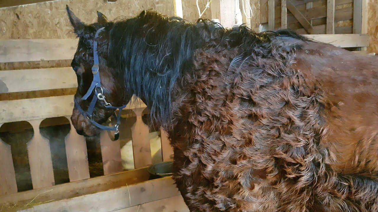 СУШИМ КОНЯ ФЕНОМ ЛЕСНЫЕ ТРОПЫ смотреть онлайн