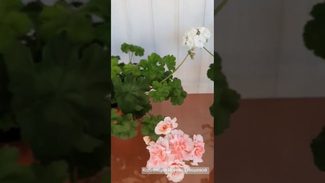 ПЕЛАРГОНИЯ ИВ ЭХО ЛЮБВИ смотреть онлайн