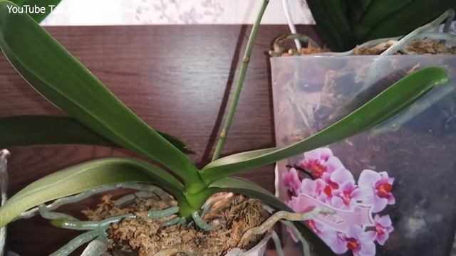 Большой обзор Орхидеи на полках в комнате. Примеры цветения с названием. смотреть онлайн