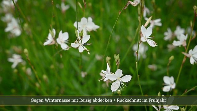 Prachtkerze Gaura lindheimeri - eine pflegeleichte Staude für jeden Garten смотреть онлайн