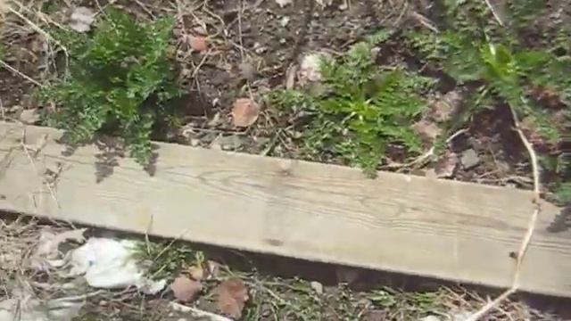 CARAWAY PLANTS смотреть онлайн