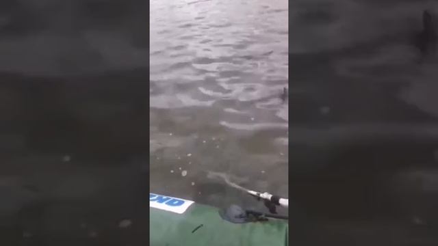 Ульяновск. Щука на спиннинг. Осень смотреть онлайн