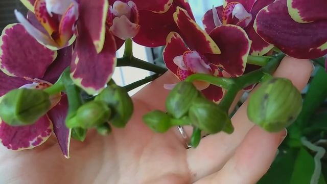 ПОЛИВ орхидеи АСКОРБИНОВОЙ ВОДОЙ?! бутоны СВЕЖЕЮТ, цветоносы ОЖИВАЮТ! КИСЛОТА? для ПОЛИВА орхидеи! смотреть онлайн