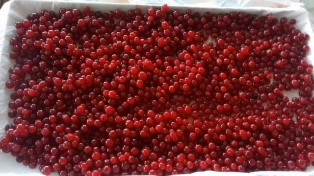 СУПЕР!!! ЗАМОРОЗКА КРАСНОЙ СМОРОДИНЫ. #Заморозка #назиму Канал "Домострой.ру" смотреть онлайн