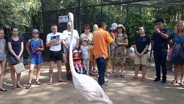 Khao Kheow Zoo. Excursions in Pattaya. Зоопарк Кхао Кхео. Экскурсии в Паттайе. смотреть онлайн
