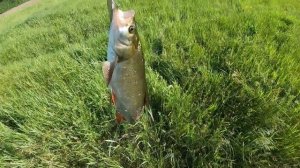 Жерех на Джиг в мае. Напал на стоянку корсаров и давай ловить