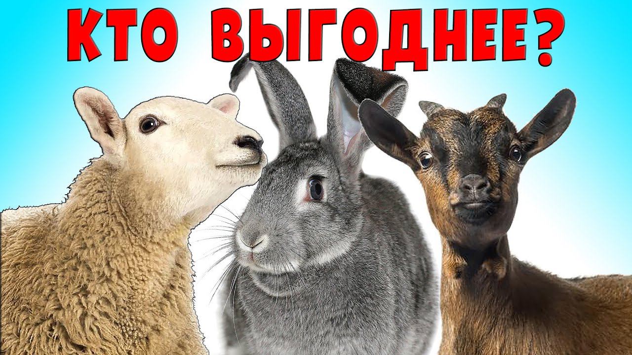 Овцы, козы или кролики, кто выгоднее? смотреть онлайн