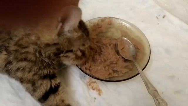 Кошка с сотрясением мозга. Еда 2 смотреть онлайн