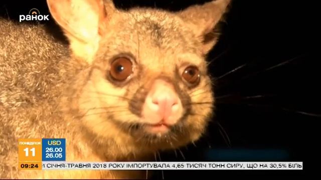 Удивительный мир: необычные животные Австралии смотреть онлайн