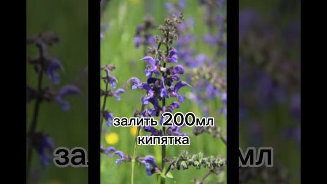 Шалфей для зачатия. В этом поможет супер ШАЛФЕЙ