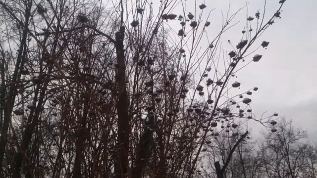 Воробьи беседуют о хорошей погоде смотреть онлайн