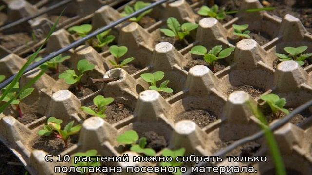 Нужно ли замачивать семена редиса перед посадкой смотреть онлайн