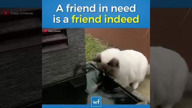 Люди большие звери чем они смотреть онлайн