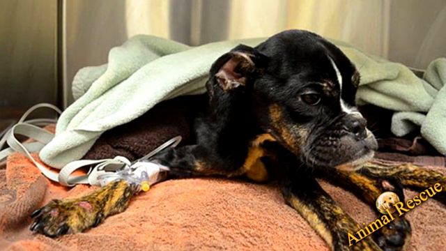 The Love And Care Of One Person Saved The Puppy's Life.