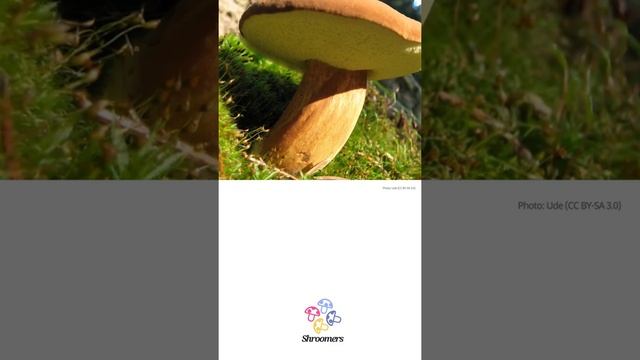Imleria badia | Classification | Scientific Short Profile | Shroomers смотреть онлайн