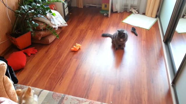 щенок пристает к коту смотреть онлайн