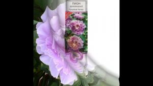 Заказ в компании Поиск древовидных пионов. Ред виз Пинк,голубой Лотос.Мои пионы,обзор сортов.#пионы