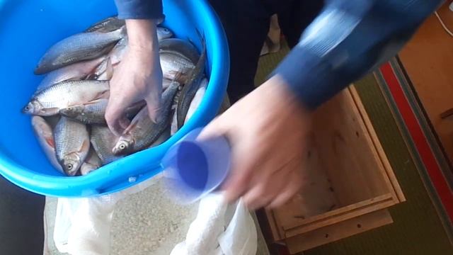Солим рыбу (вобла) сухим посолом.