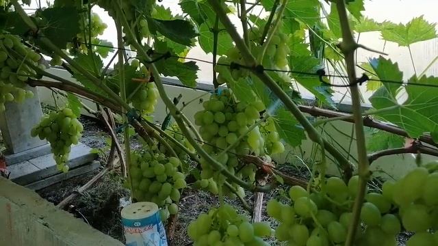 виноград Аркадия 2023 смотреть онлайн