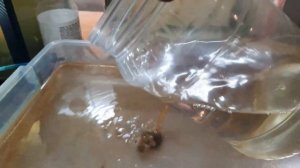 КОРМ ДЛЯ МАЛЬКА! Дафния моина! Как получить, развести и кормить! От А до Я! Часть 2!