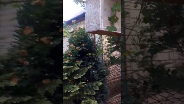 Сушилка для рыбы (тарани и леща) смотреть онлайн