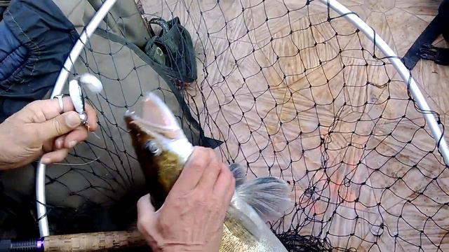 Зубы как у собаки смотреть онлайн