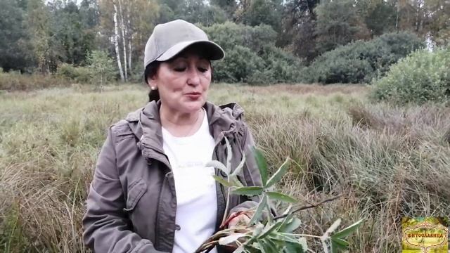 САБЕЛЬНИК БОЛОТНЫЙ, часть #1 смотреть онлайн