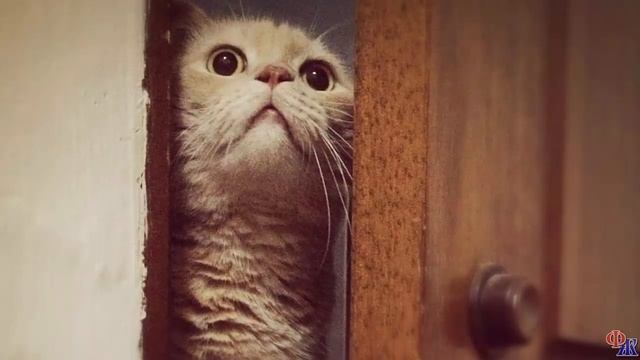 КОТ с помойки принес нам в дом 100 баксов на свое содержание смотреть онлайн