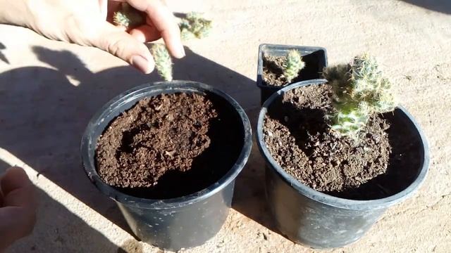 How to grow cactus from cutting Mammillaria crinita subsp. wildii смотреть онлайн