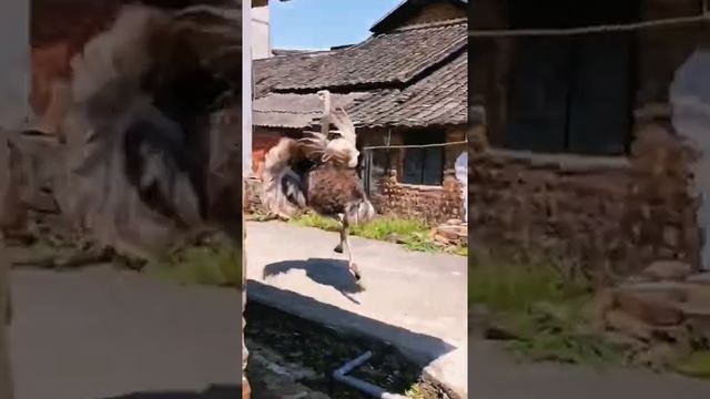страусы и люди смотреть онлайн