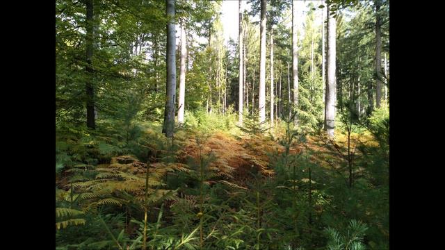 ГСВГ. Войска. 2-я Танковая армия. Часть 21-я. Записка об аресте. смотреть онлайн