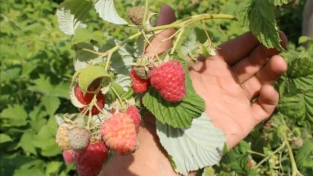 Каталог малины Частный #питомник #САД ВЛАД смотреть онлайн