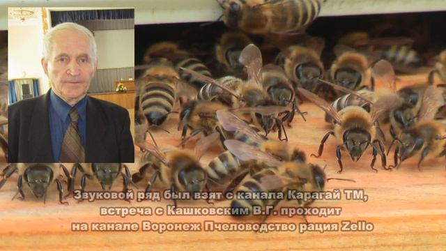 Профессор Кашковский про безвзяточный период у пчёл смотреть онлайн