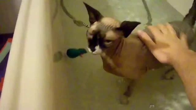 Как уговорить кота купаться смотреть онлайн