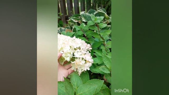 Гортензия метельчатая (карликовый)Бомшелл и её саженцы в условиях сз. смотреть онлайн