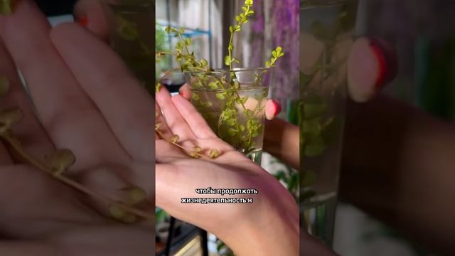 Почему может погибнуть черенок? #черенок #черенкование #озеленение #агроном #огород #дача #грядки смотреть онлайн