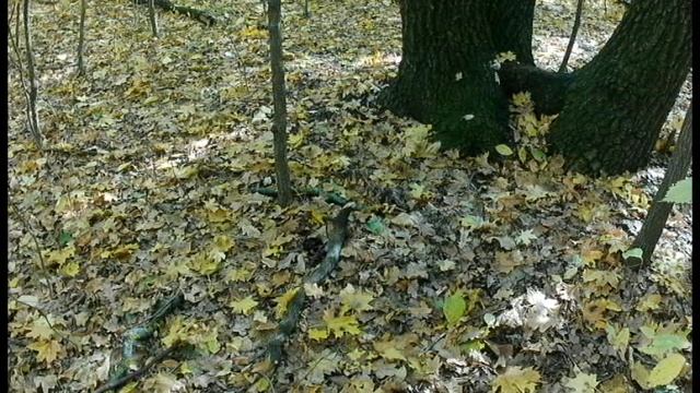 поход в лесопарк за материалом для поделок в школу