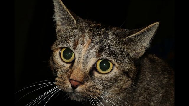 котейки 1.mp4