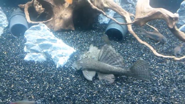 Ancistrus couple pair fight смотреть онлайн