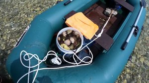 Морепродукты под ногами. Собираем морские деликатесы руками.