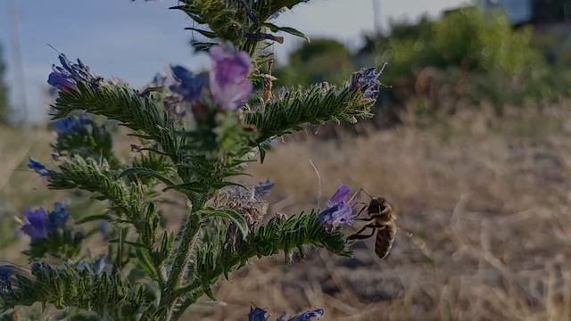 Синяк звичайний (Echium Vulgare) смотреть онлайн