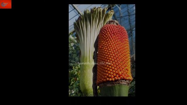 "Wee Stinky" Flowers- Amorphophallus titanum - Carrion Flowers - Hoa xác thối смотреть онлайн